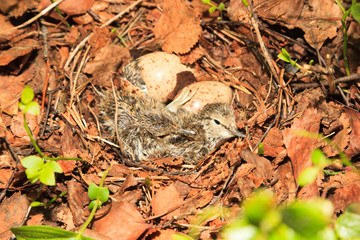 Actitis hypoleucos, Common Sandpiper.