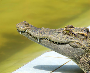 Alligator