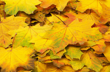 Fototapeta na wymiar autumn leave.