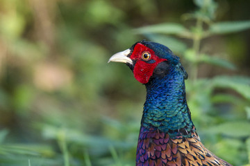 Fasan (Phasianus colchicus)