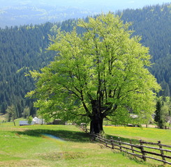 Carpathian Oak