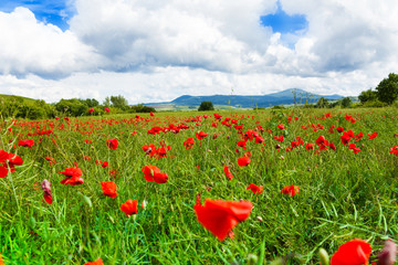 Many poppies flowers in Italy