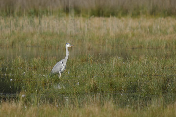 Graureiher (Ardea cinerea) im Moor