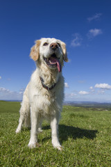Happy golden retriever dog in field with blue sky