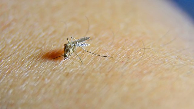 Mosquito on human skin sucking blood
