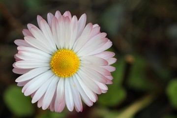 Daisy - Closeup