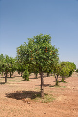 Fototapeta premium Orange trees - Citrus sinensis