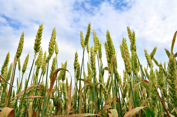 ears of wheat against the sky