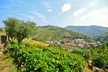 Fototapeta na wymiar Douro Valley Weinterrassen + Olivenbäume Peso da Regua Portugal