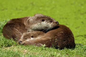 European Otter - Lutra lutra