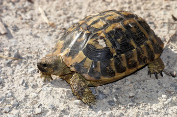 Herman's Tortoise - Testudo hermanni