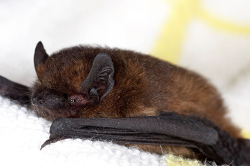 Common Pipistrelle - Pipistrellus pipistrellus