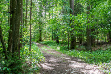Forest track through lush green woodland