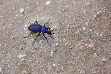 Crimean violet beetle carabus intricatus close up on asphalt
