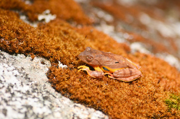 yellow frog on moss