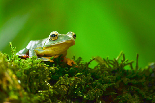 yellow frog on moss