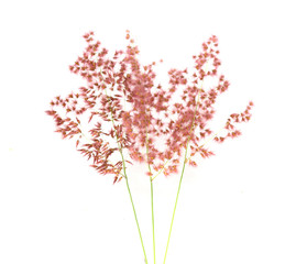 Grass flower