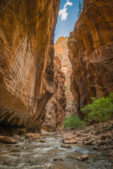 virgin river in zion national park utah