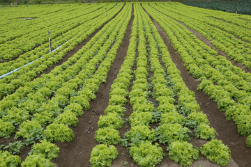 lettuce plantation