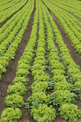 Fototapeta na wymiar lettuce plantation