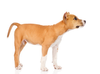 staffordshire terrier puppy standing in profile. isolated on whi