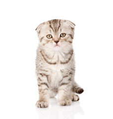 baby tabby kitten standing in front. isolated on white backgroun