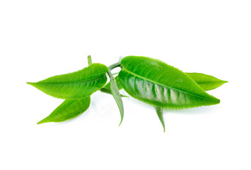 Naklejka premium tea leaf isolated on white background