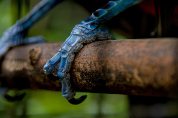 close up toucan claw