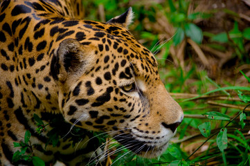 Fototapeta na wymiar jaguar face closeup