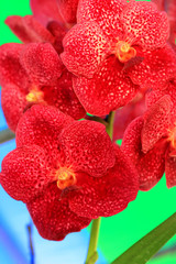 red orchid vanda flowers