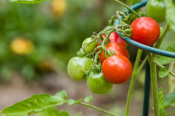 Red and green cherry tomatoes