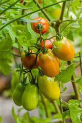 Paste or plum tomatoes in the garden