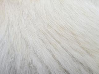 Macro Dog Hair