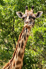 Giraffe on the Masai Mara in Africa