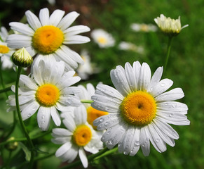 Obraz na płótnie Canvas White daisy with drops of water on meadow