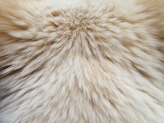 Macro Dog Hair