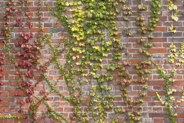 植物とれんが壁　Leaf and stone wall background