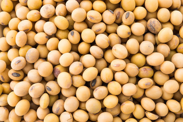 Soybean isolated on white background