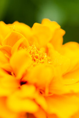 マリーゴールド（アップ）