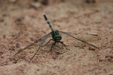 Dragonflies are the afternoon sun
