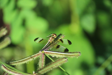 Dragonflies are the afternoon sun