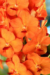 Obraz na płótnie Canvas Brown orchid vanda flowers