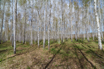 Forest landscape.