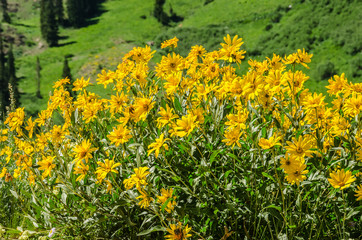 Obraz premium Little Sunflowers
