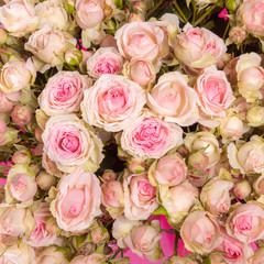 pink roses background