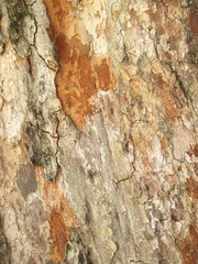 Old bark texture