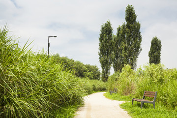 Green meadows and trees with road and empty wooden bench