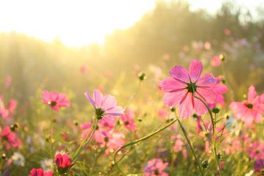 Pink Cosmos