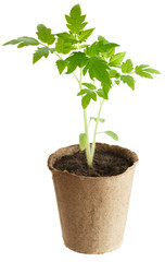 The young plant grows from a fertile soil is isolated on a white