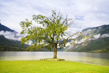 samotne drzewo na brzegu jeziora Bohinj,Słowenia - obrazy, fototapety, plakaty